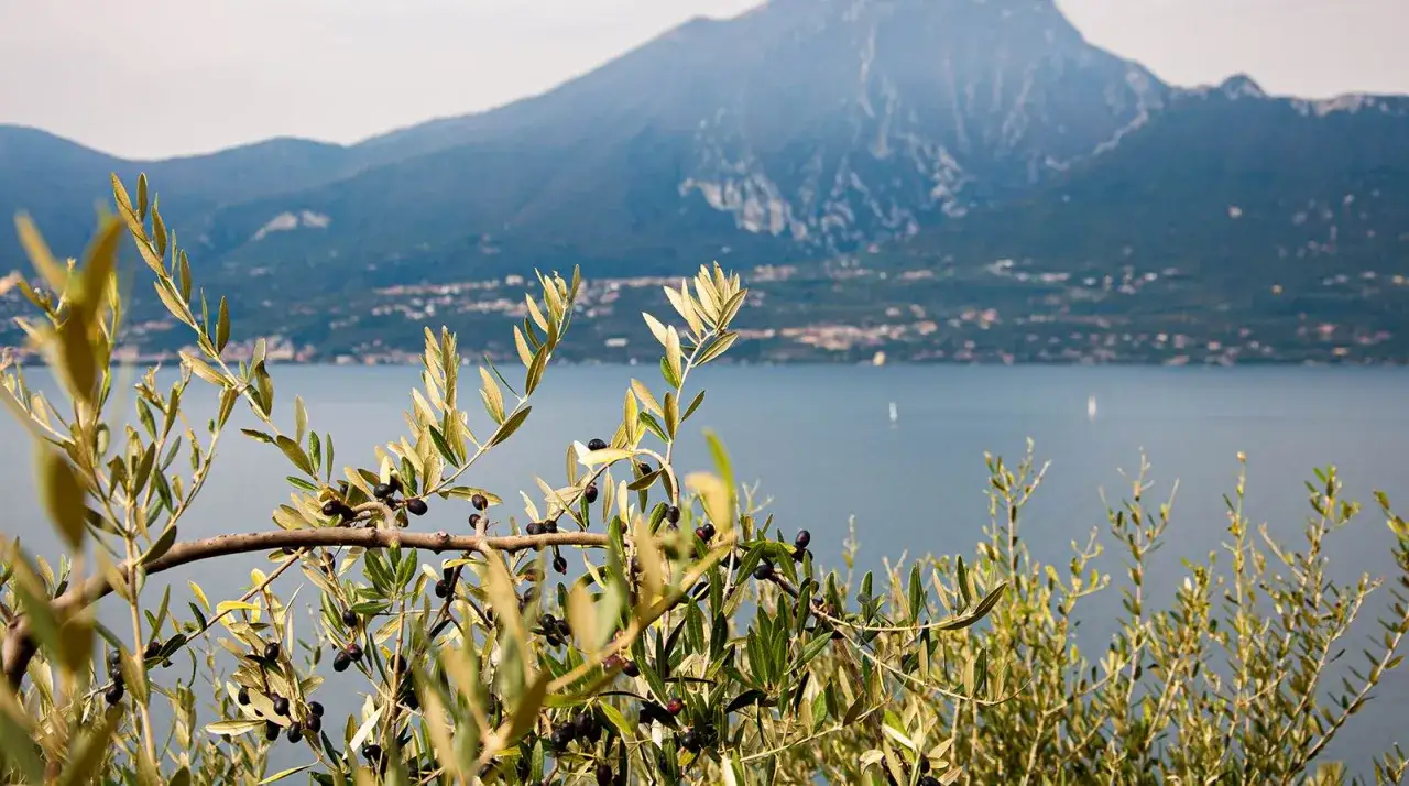 Un ramo di olivo casaliva carico di olive nere, con un lago e montagne sullo sfondo.