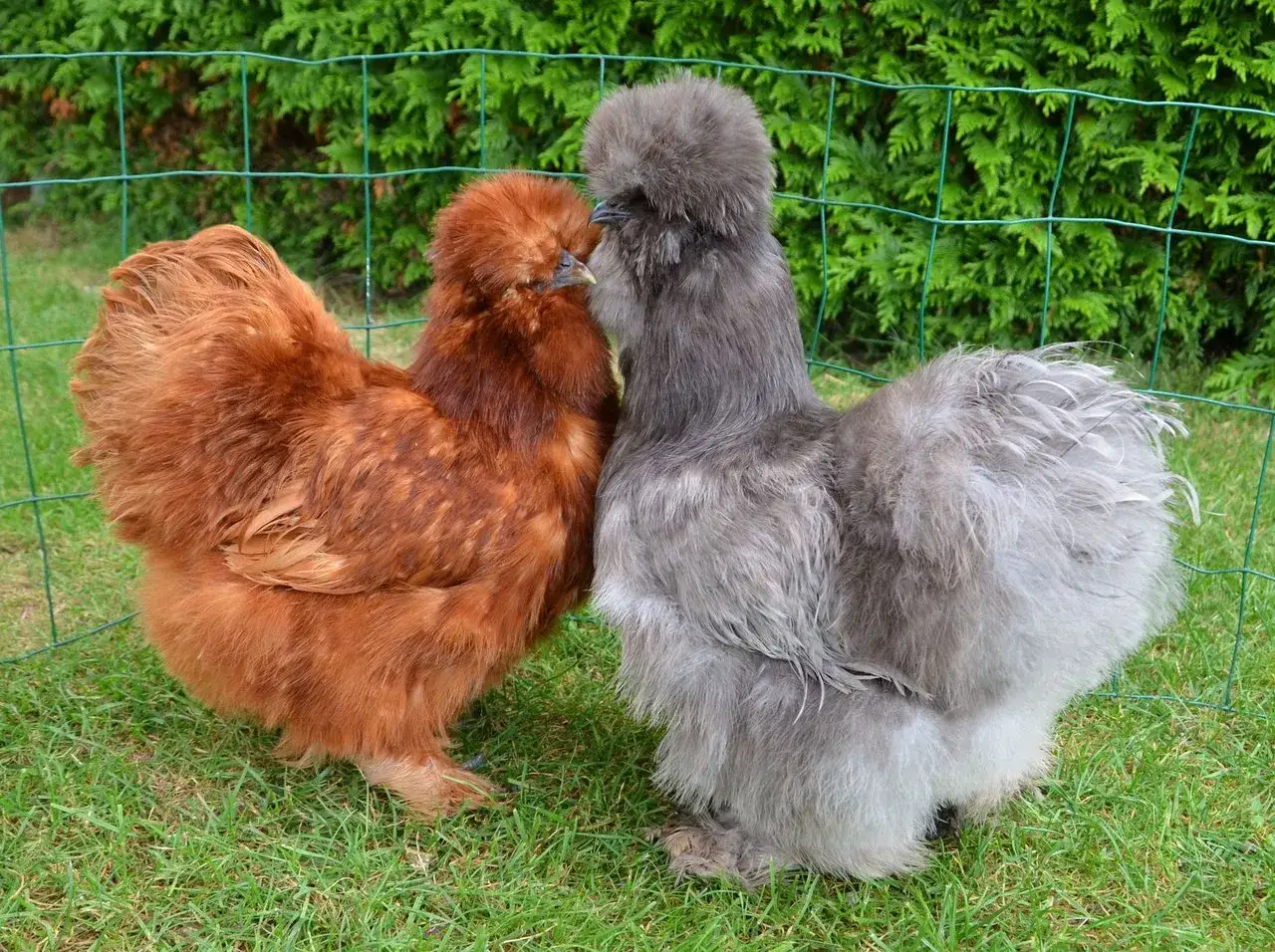 Deux poules de soie, l'une rousse et l'autre grise, se tiennent côte à côte sur l'herbe verte, derrière une clôture.