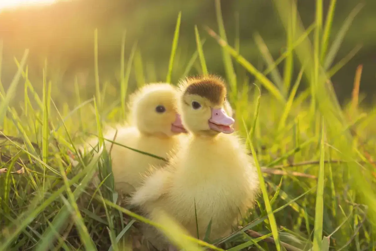 Dos patitos amarillos, tiernos animales domésticos, exploran la hierba alta al atardecer.