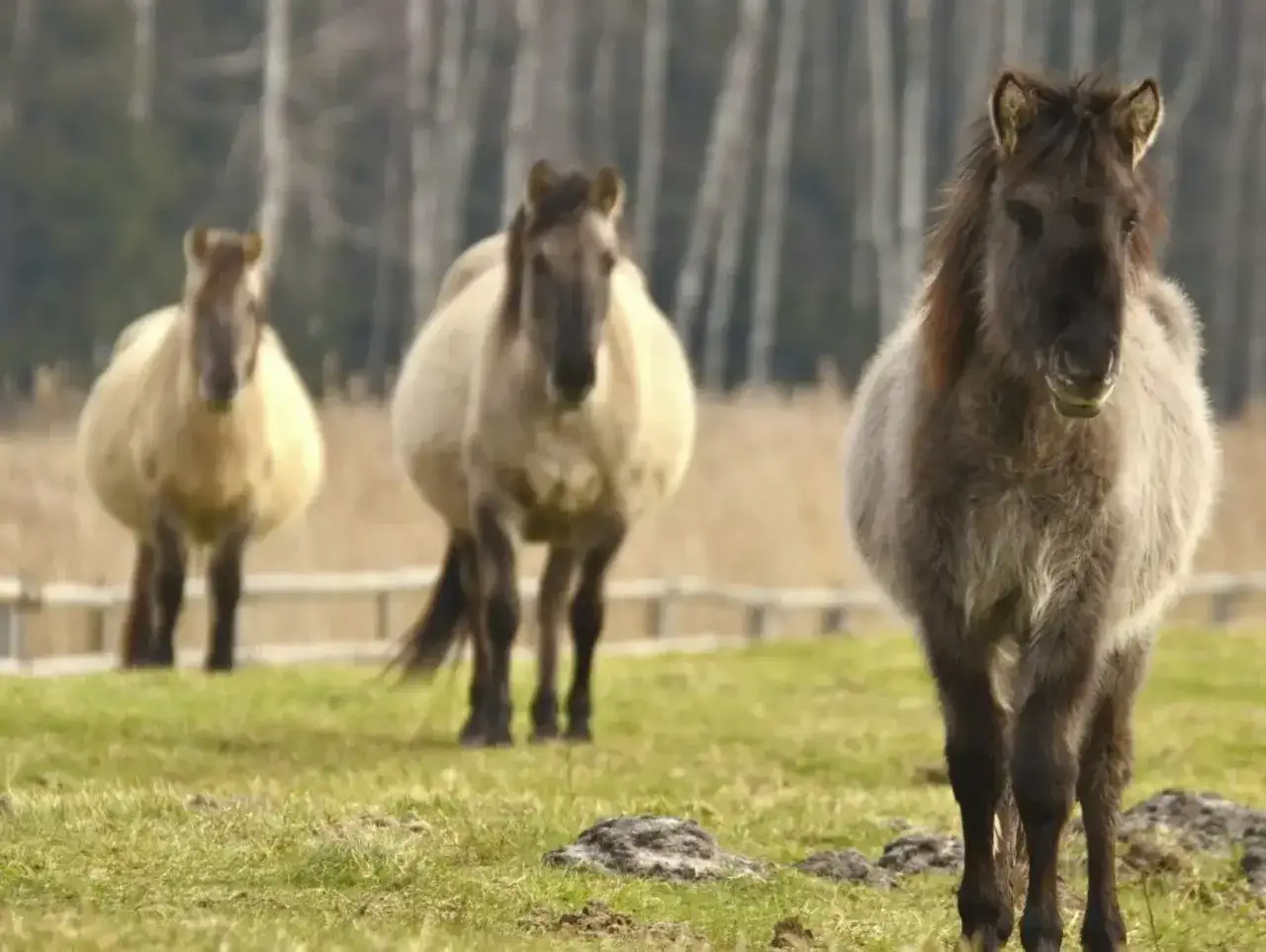 konik polski w naturalnym środowisku