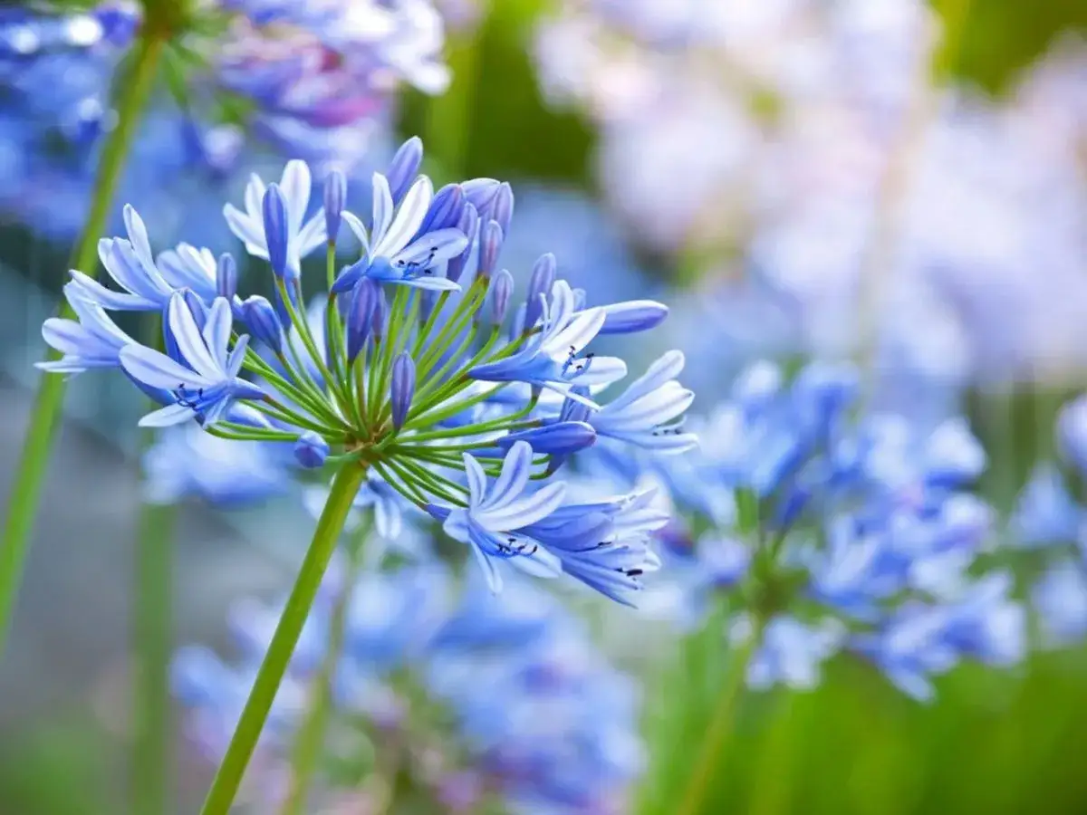 En klunga afrikas bl&aring; lilja klippa ner mot en suddig bakgrund av liknande blommor och gr&ouml;nska.