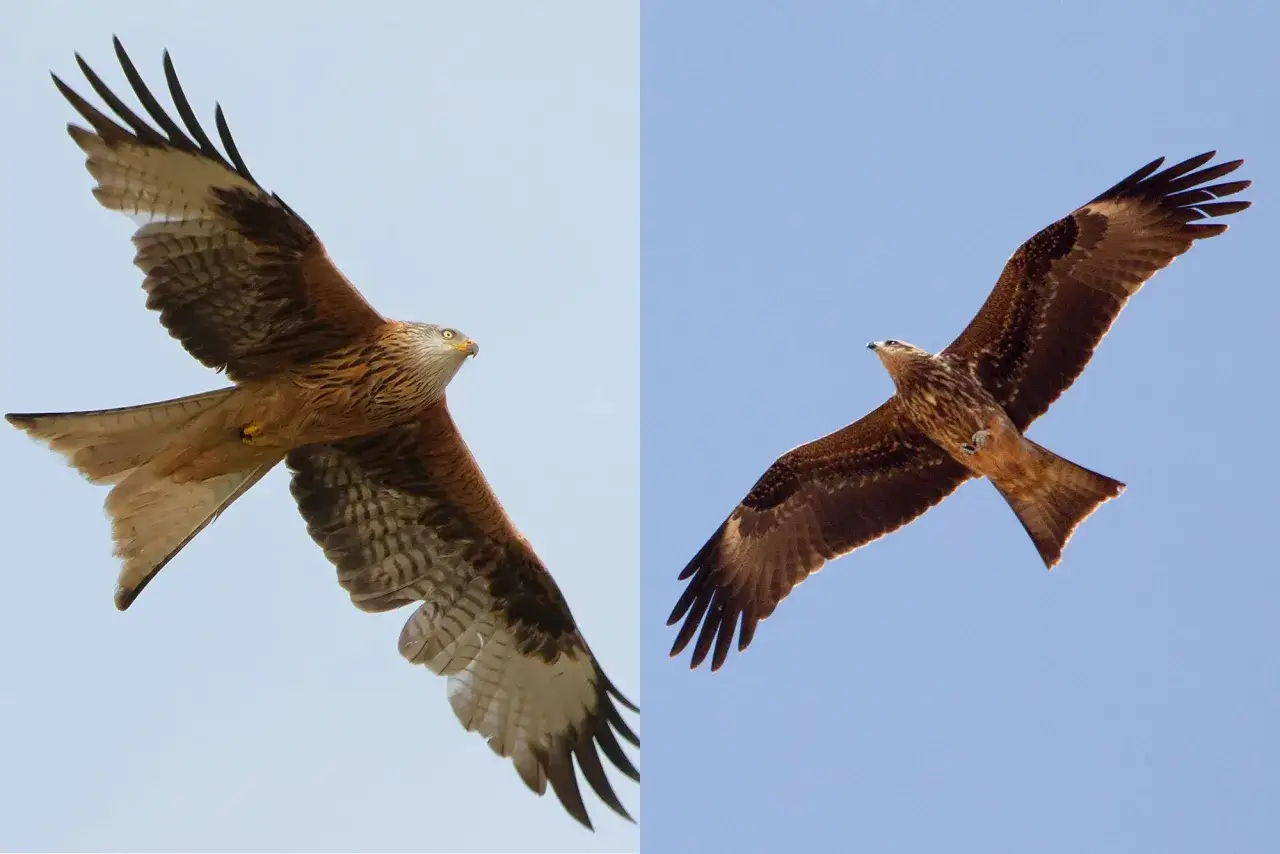 Zwei Rotmilane im Flug von unten gesehen. Ihre weit ausgebreiteten Flügel zeigen die charakteristische Gabelung.