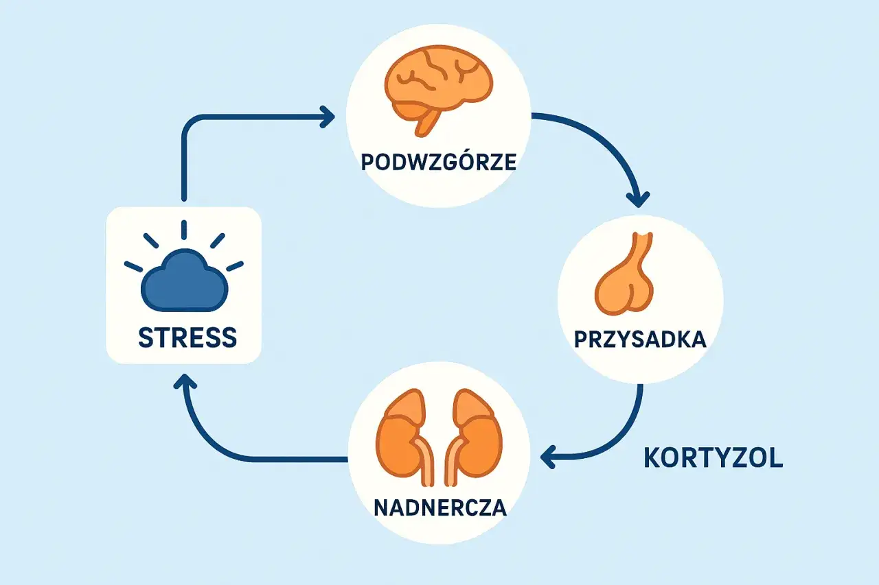 Kortyzol i nadnercza grafika