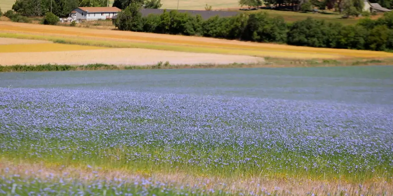 Un vasto campo de lino planta florece con delicadas flores azules, extendiéndose hasta un lago y campos dorados con una casa al fondo.