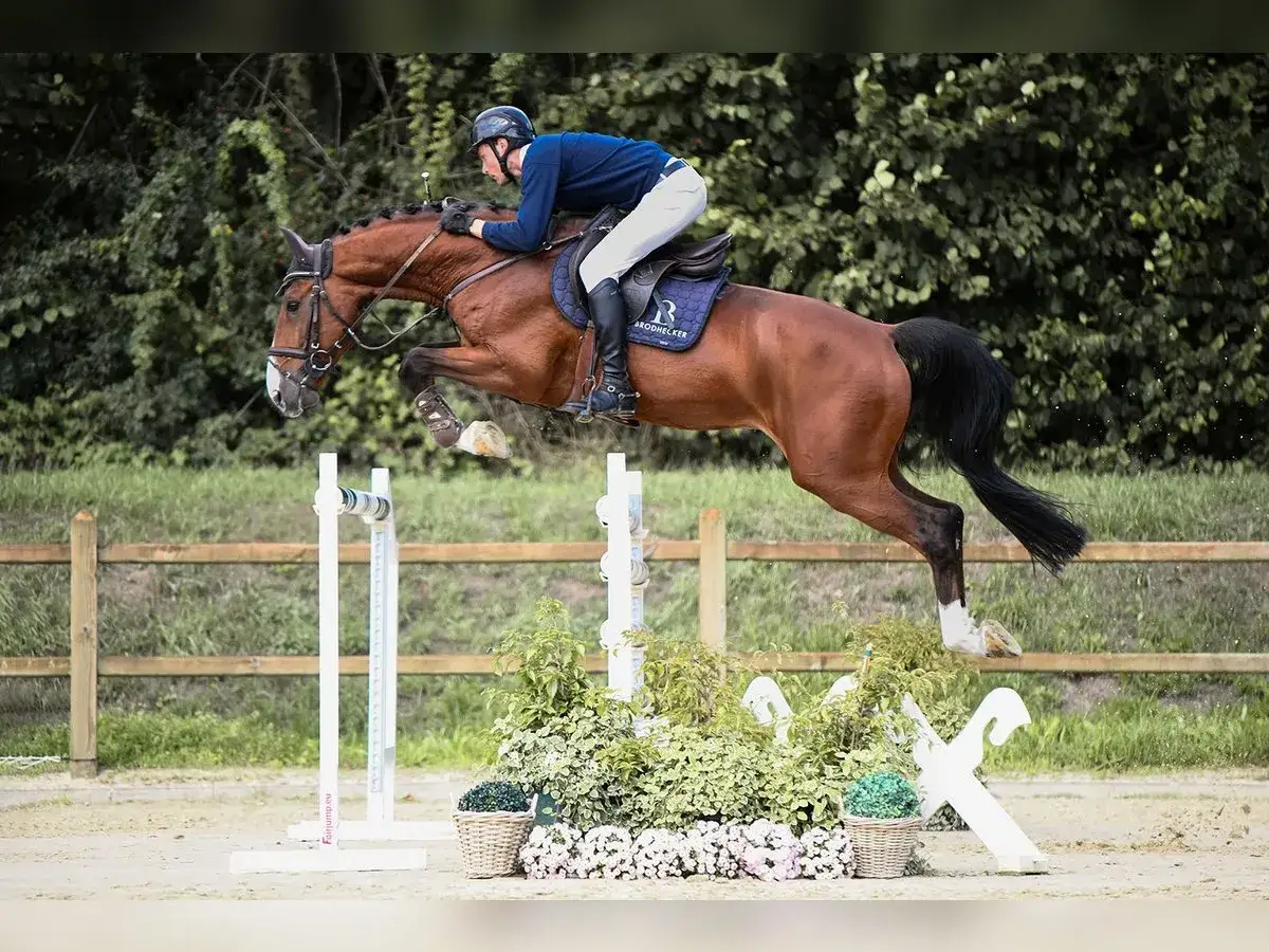 Un cavalier et son cheval brun, **comthago vdl**, franchissent un obstacle avec grâce.