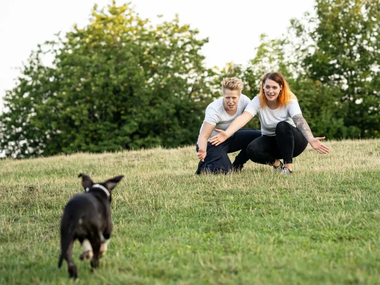 Zwei Personen knien im Gras und rufen ihren Hund ab. Der Hund rennt auf sie zu.