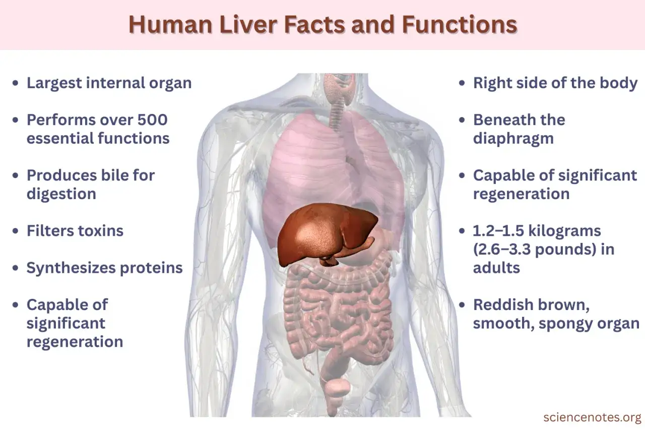 Anatomical illustration showing the human liver and its key **funkcje wątroby**: detoksykacja, produkcja żółci, synteza białek.
