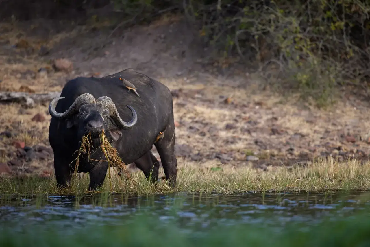 Un buffle d'Afrique broute de l'herbe au bord de l'eau, avec deux petits oiseaux perchés sur son dos. Une belle image de téléobjectif photo animalière.