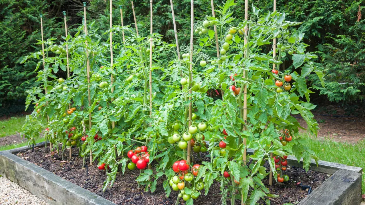 Des pieds de tomates bien espacés dans un potager, soutenus par des tuteurs en bambou, avec des fruits verts et rouges prêts à être récoltés.