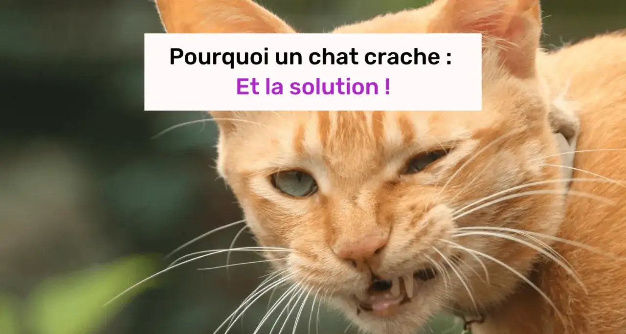 Un chat roux aux yeux verts, visiblement fâché, montre ses crocs. Il semble prêt à cracher. La raison pour laquelle mon chat me crache dessus est expliquée.