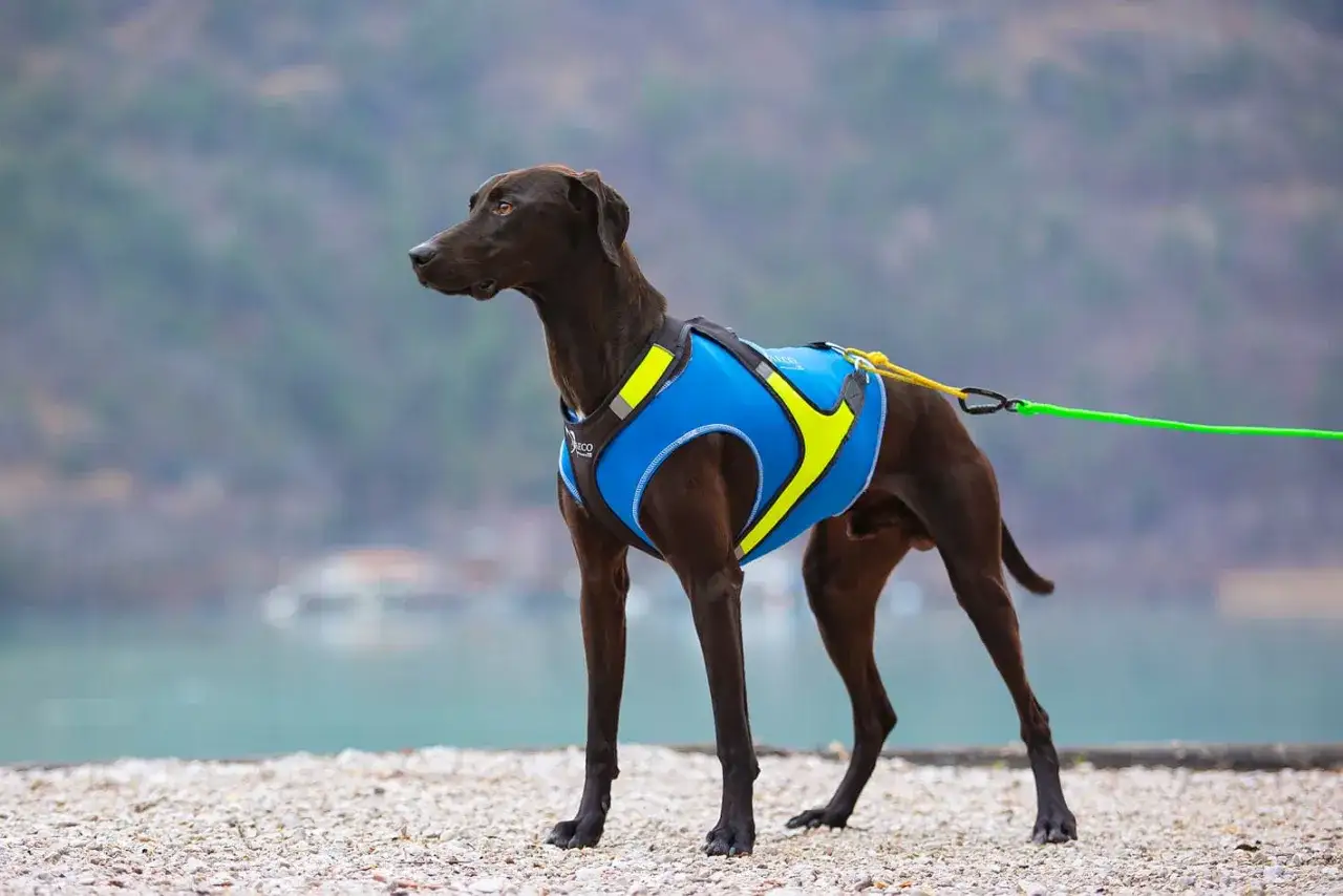 Mörkbrun hund med blå och gul väst står på en stenstrand. En grön koppel är fäst vid hundens sele.
