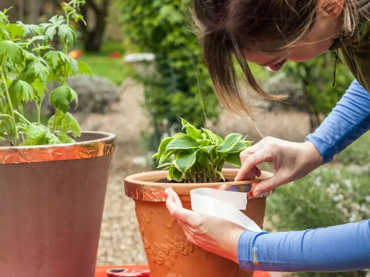 Frau klebt Kupferband um Blument&ouml;pfe, um **Schnecken im Hochbeet** fernzuhalten.
