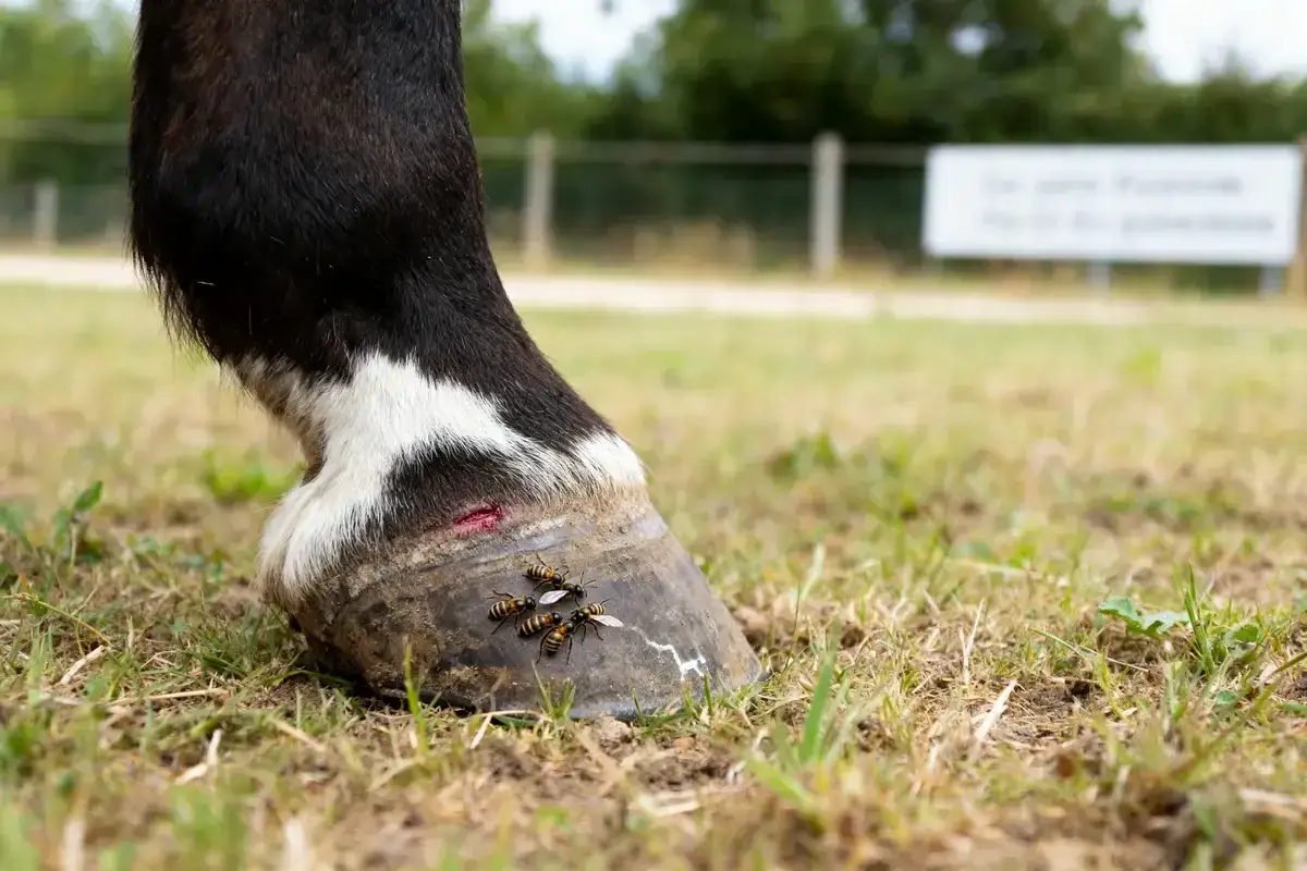 Un cheval a une blessure au sabot, attirant une petite colonie d'insectes ressemblant à des guêpes.