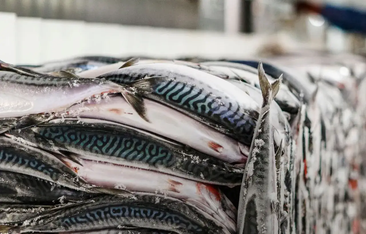 Stapel von gefrorener Makrele aus Norwegen, bereit f&uuml;r den Export.