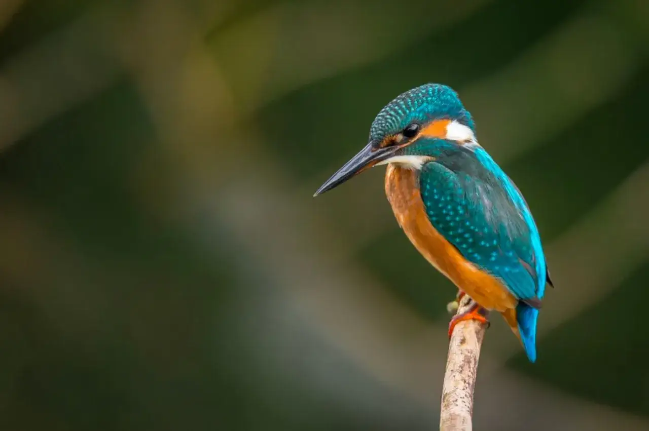 Martin-p&ecirc;cheur aux couleurs vives, perch&eacute; sur une branche. La **bokeh photo** floute l'arri&egrave;re-plan, mettant en valeur le plumage &eacute;clatant de l'oiseau.