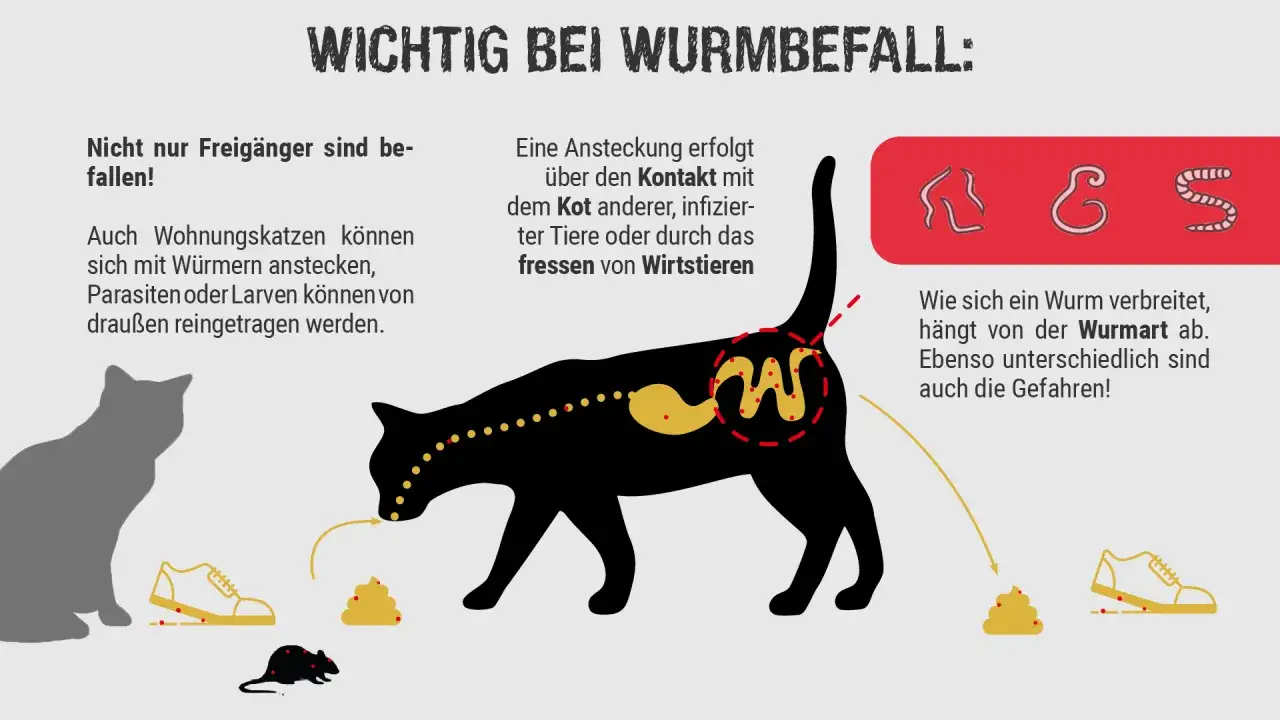 Illustration zeigt, wie Katzen sich mit Würmern anstecken können. Symptome eines Wurmbefalls bei Katzen sind vielfältig.