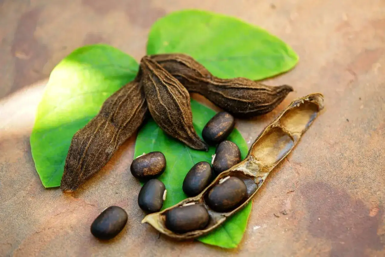 Fagioli di Mucuna pruriens, noti per il loro potenziale nel supportare i livelli di testosterone.
