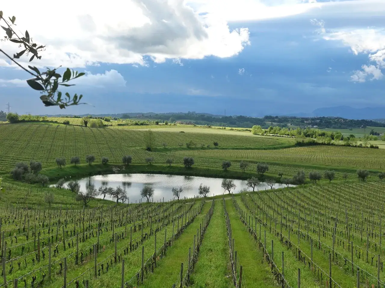 Weingut mit Reihen von Weinreben, Olivenbäumen und einem Teich. Die Lugana Rebsorte gedeiht hier prächtig.