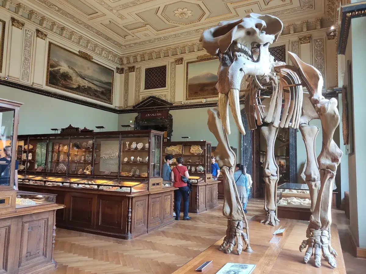 Szkielet mamuta w muzeum historii naturalnej wiedeń. W gablotach minerały i skamieniałości.