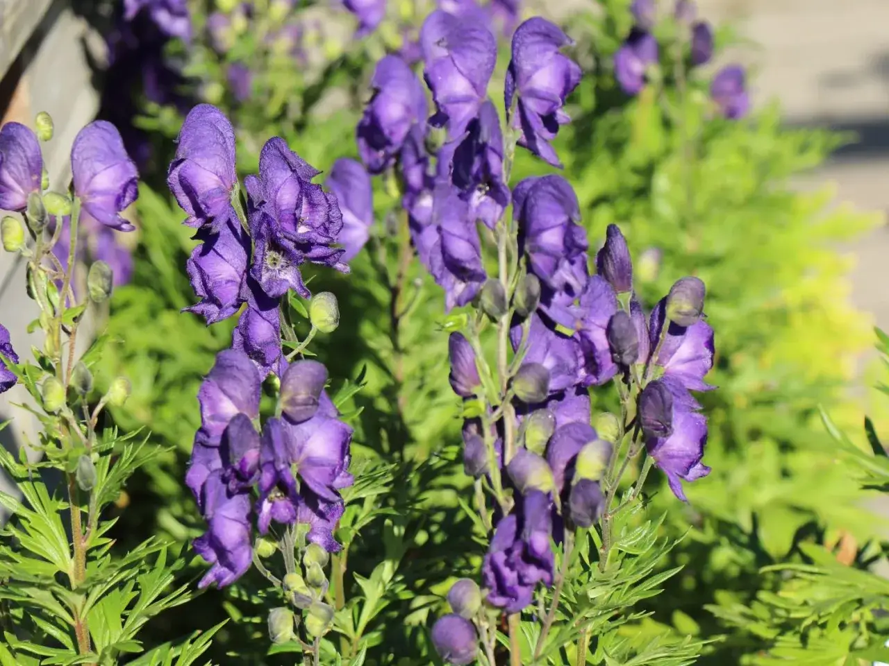 Lila Eisenhutbl&uuml;ten im Garten. Der ideale Eisenhut Standort ist halbschattig mit feuchtem Boden.