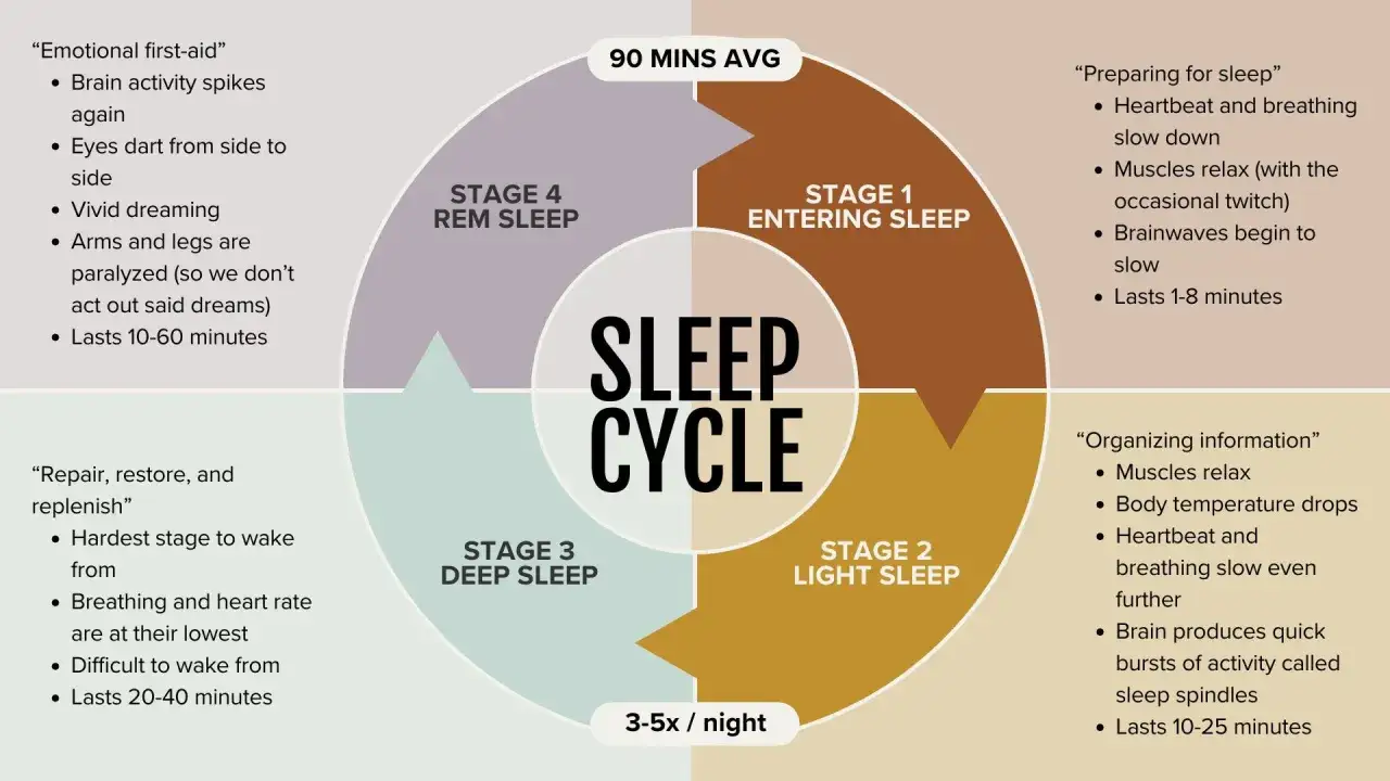 Diagram of the sleep cycle, detailing stages 1-4, average duration, and characteristics. Understanding these stages can help identify sleep fragmentation.