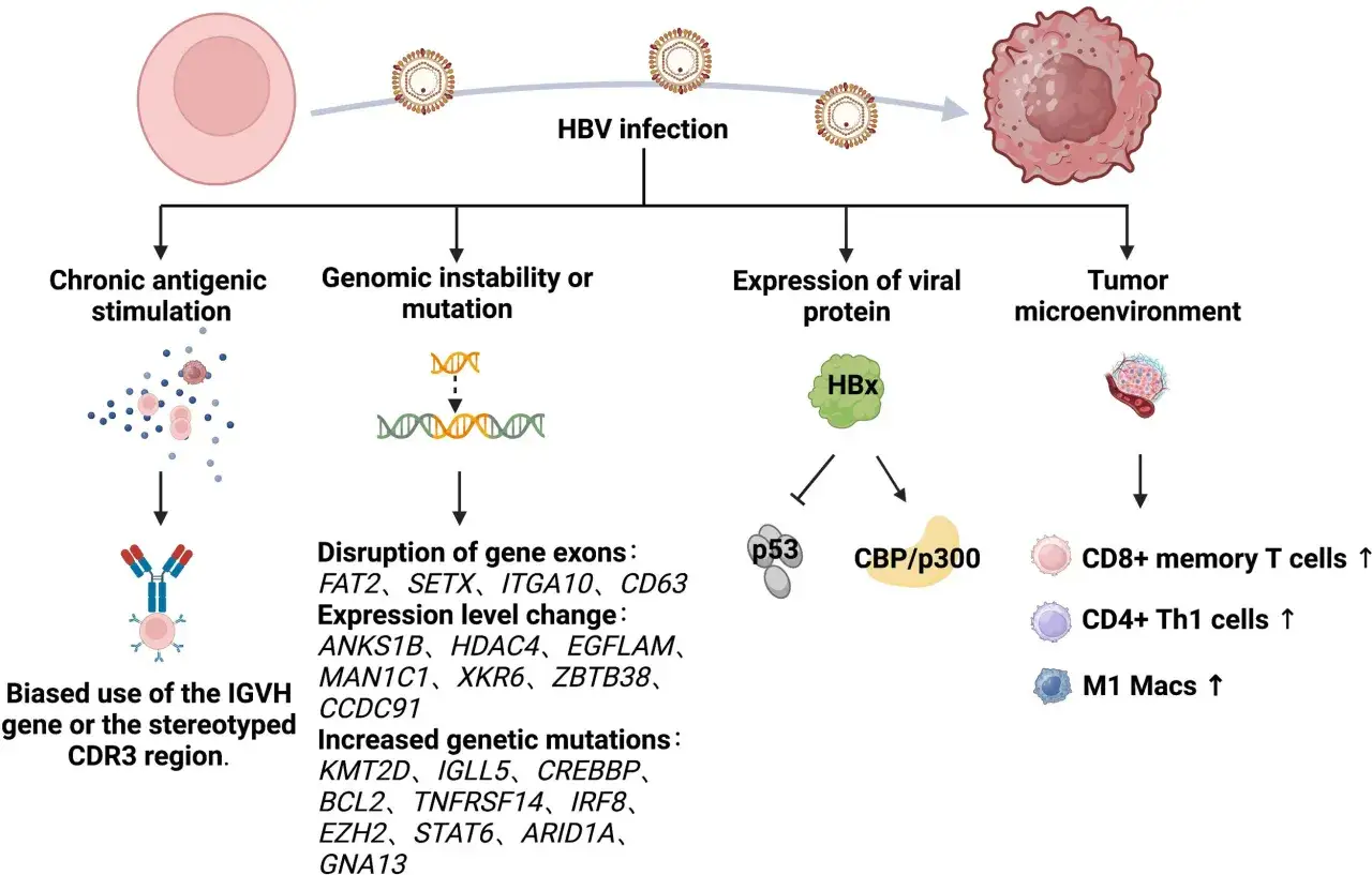 HBV-Infektion als **Lymphom Ursache**: Chronische Stimulation, Genominstabilit&auml;t, virale Proteine und Tumor-Mikroumgebung f&uuml;hren zu Ver&auml;nderungen.