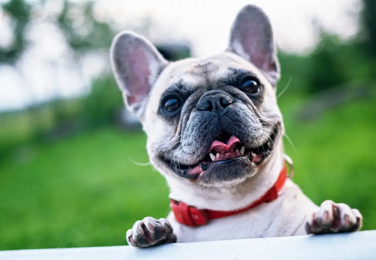 Uśmiechnięty buldog francuski, rasa psa na f, z wystawionym językiem i czerwonym obrożą, opiera się o białą powierzchnię na tle zieleni.