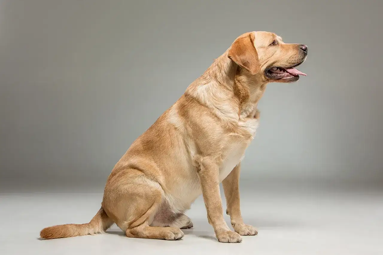 Złoty labrador siedzi, śliniąc się. Zastanawiasz się, ile powinien jeść dorosły labrador?