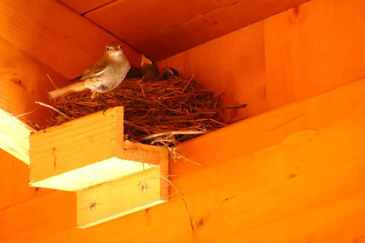 Ein Hausrotschwanz-Nest mit drei K&uuml;ken und der Muttervogel, die auf Holzbrettern sitzt.