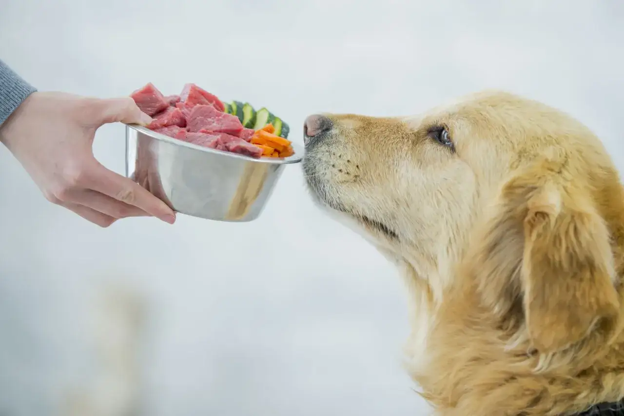 Złoty retriever wącha miskę z mięsem i warzywami. Czy psy mogą jeść warzywa? Tak, niekt&oacute;re są dla nich zdrowe!
