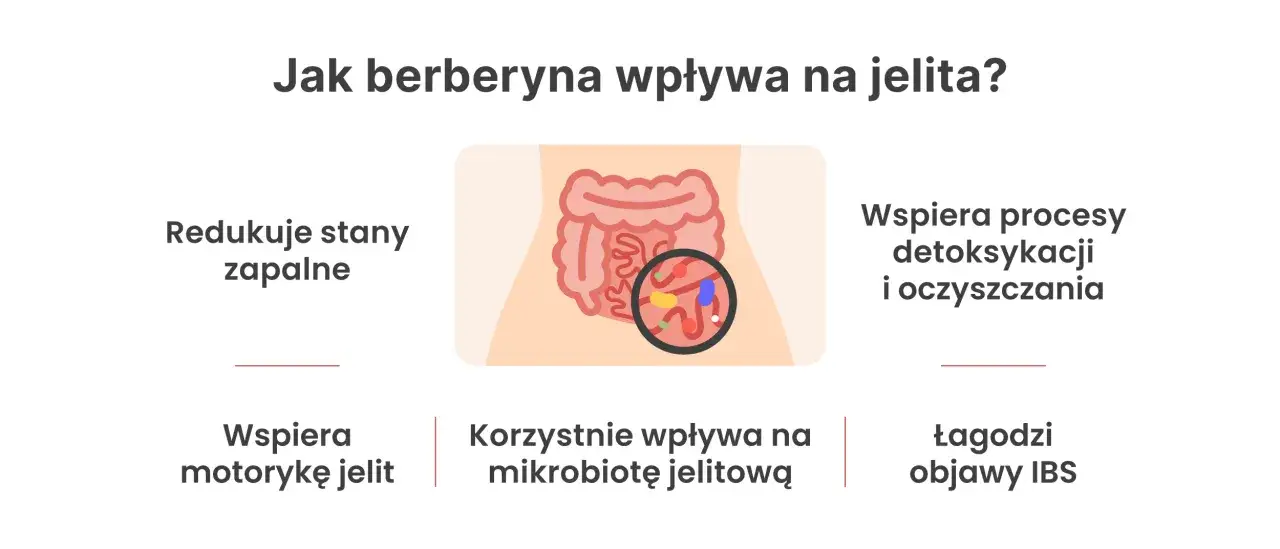 Grafika pokazuje, jak berberyna na jelita działa: redukuje stany zapalne, wspiera detoksykację, poprawia motorykę i mikrobiotę jelitową, łagodzi objawy IBS.