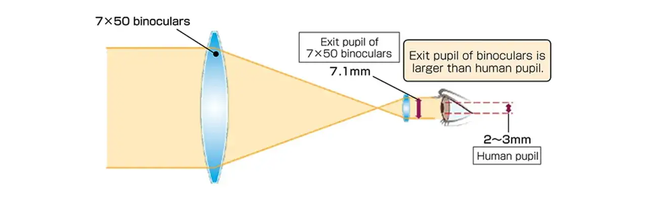 Schemat pokazuje, jak źrenica wyjściowa lornetki 7x50 (7.1mm) jest większa niż ludzka źrenica (2-3mm).