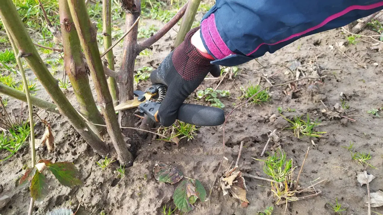 Przycinanie pędów jeżyny bezkolcowej. Ręka w rękawicy trzyma sekator, gotowy do cięcia.