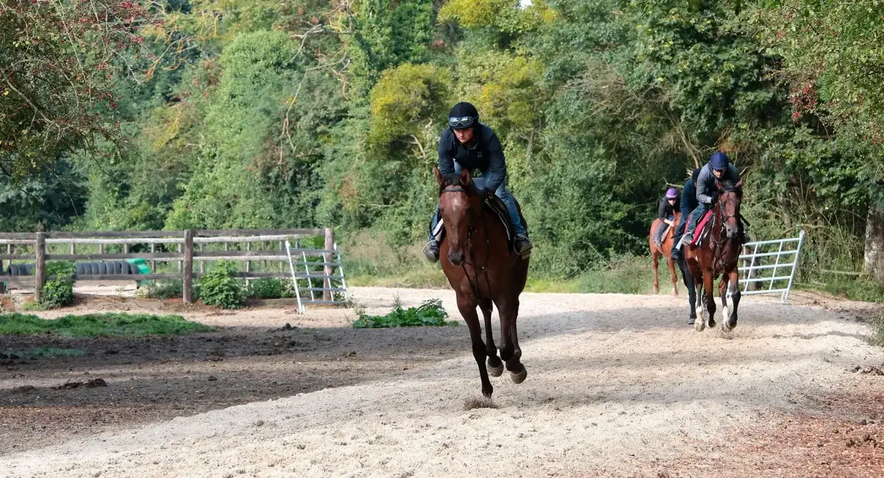 Trois chevaux et leurs cavaliers s'entra&icirc;nent sur une piste sablonneuse, le galop est intense.