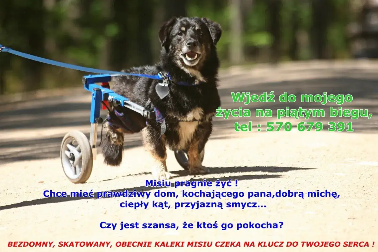 Piesek na wózku inwalidzkim szuka domu. Oddam wózek inwalidzki dla psa, by pomóc mu w nowym życiu.