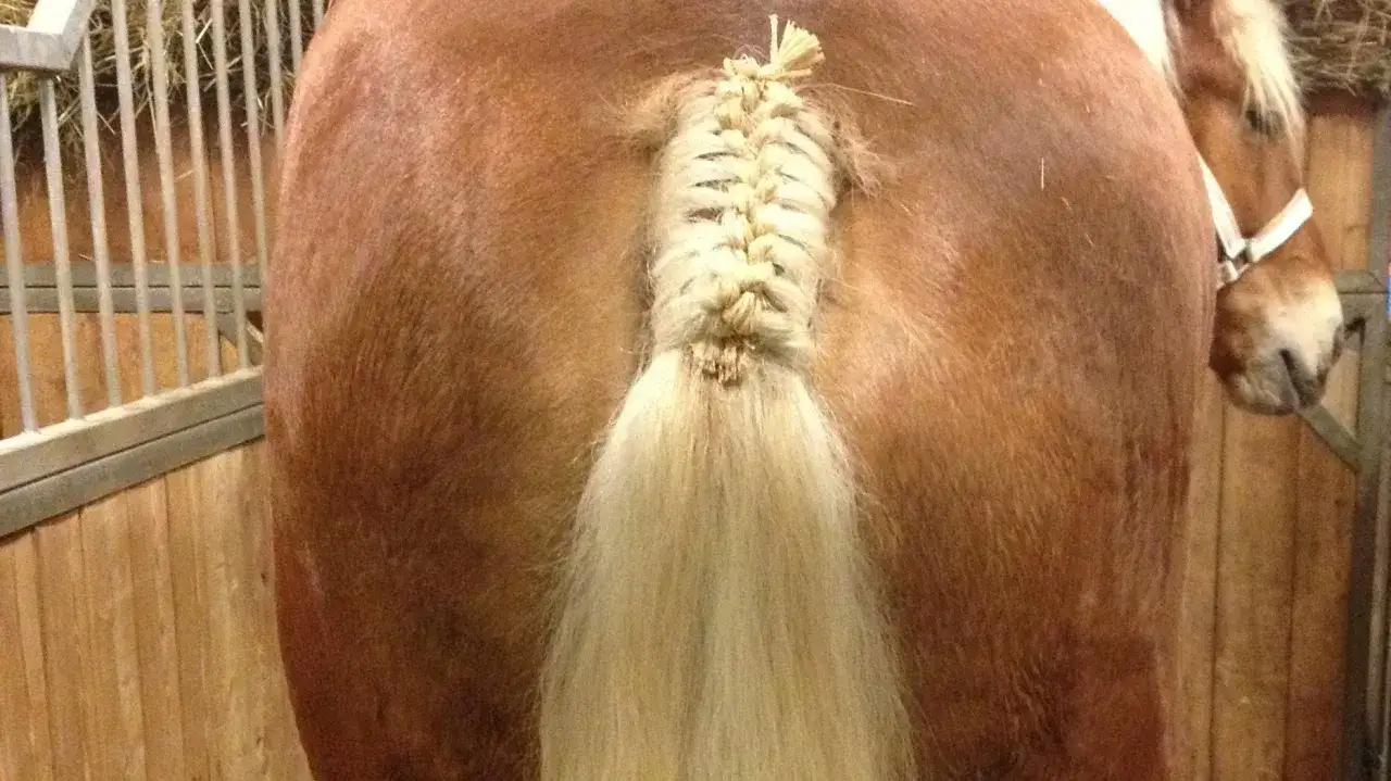 Une belle tresse queue de cheval sur un cheval brun dans une &eacute;curie.