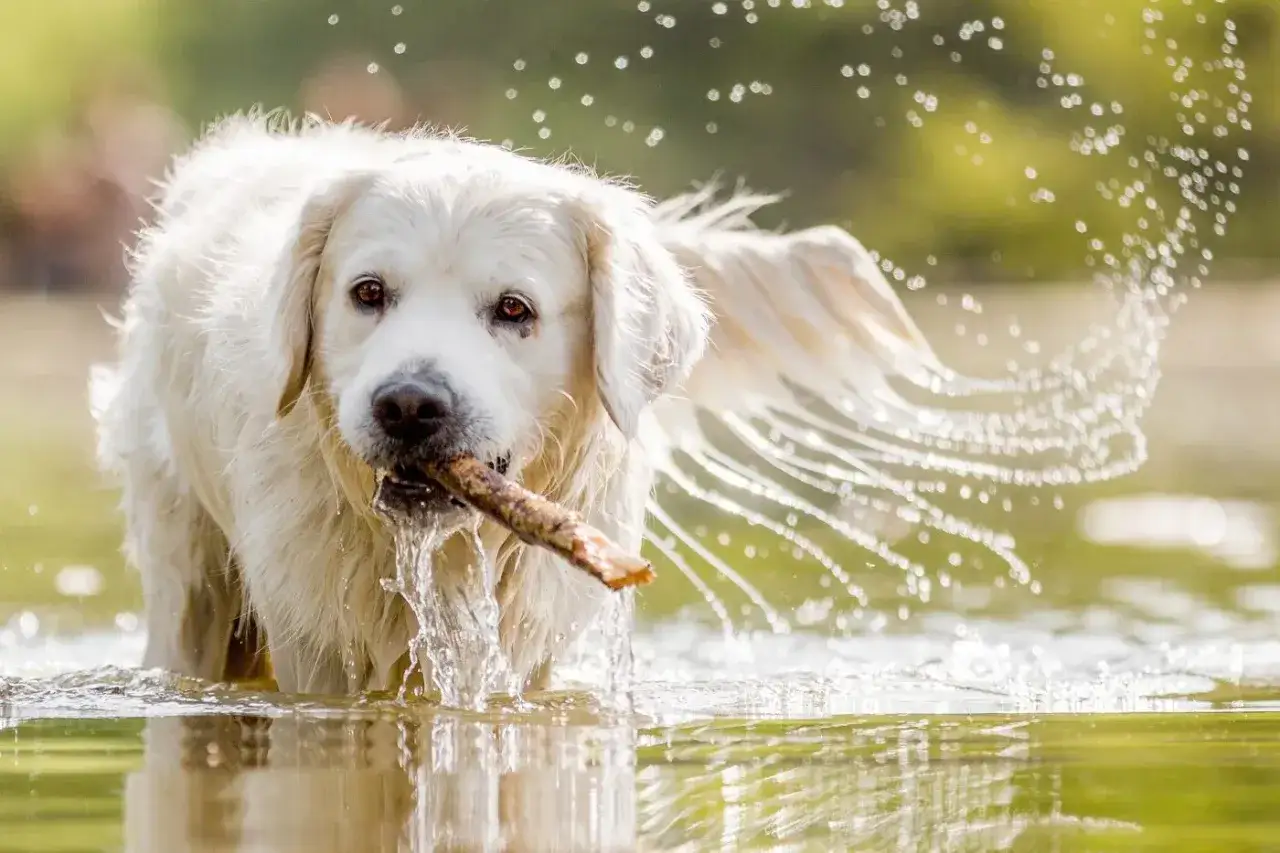 Un chien blanc joyeux, b&acirc;ton en gueule, &eacute;clabousse dans un lac. L'eau scintille, cr&eacute;ant un arc-en-ciel de gouttelettes autour de lui.