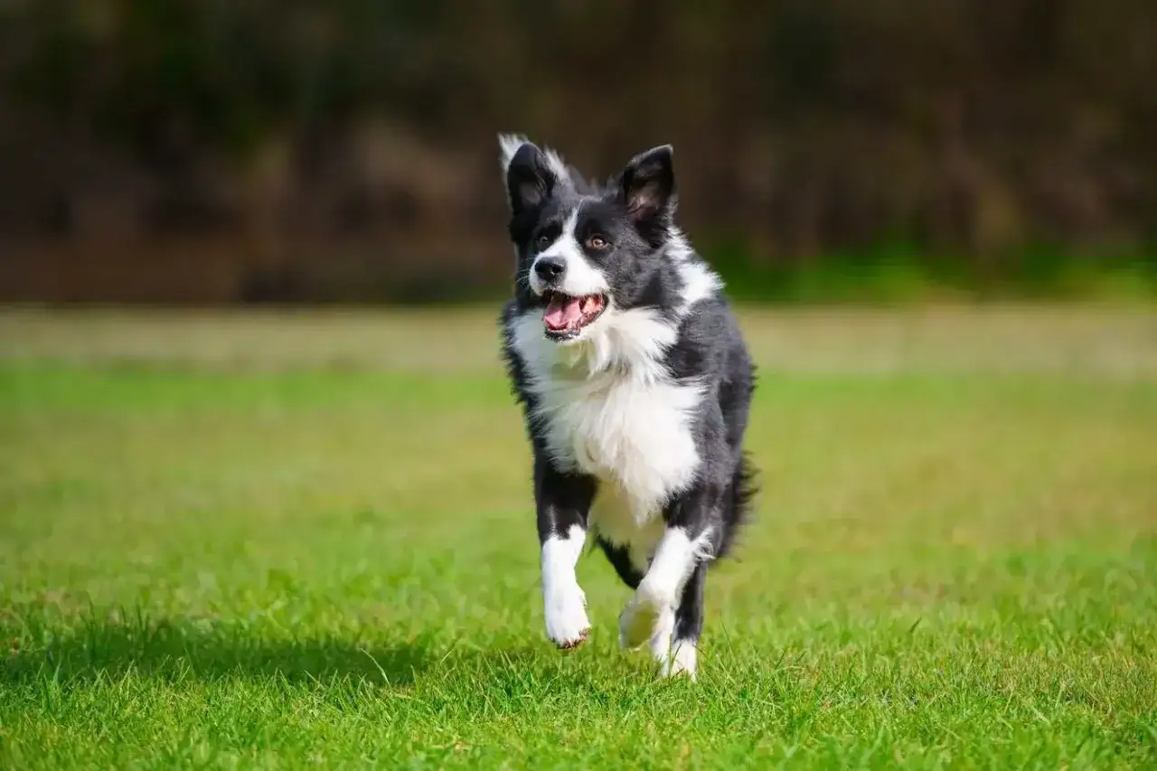 Szczęśliwy border collie biegnie po trawie. Wskaz&oacute;wki, jak wytresować border collie, mogą pom&oacute;c w osiągnięciu takiej radości.