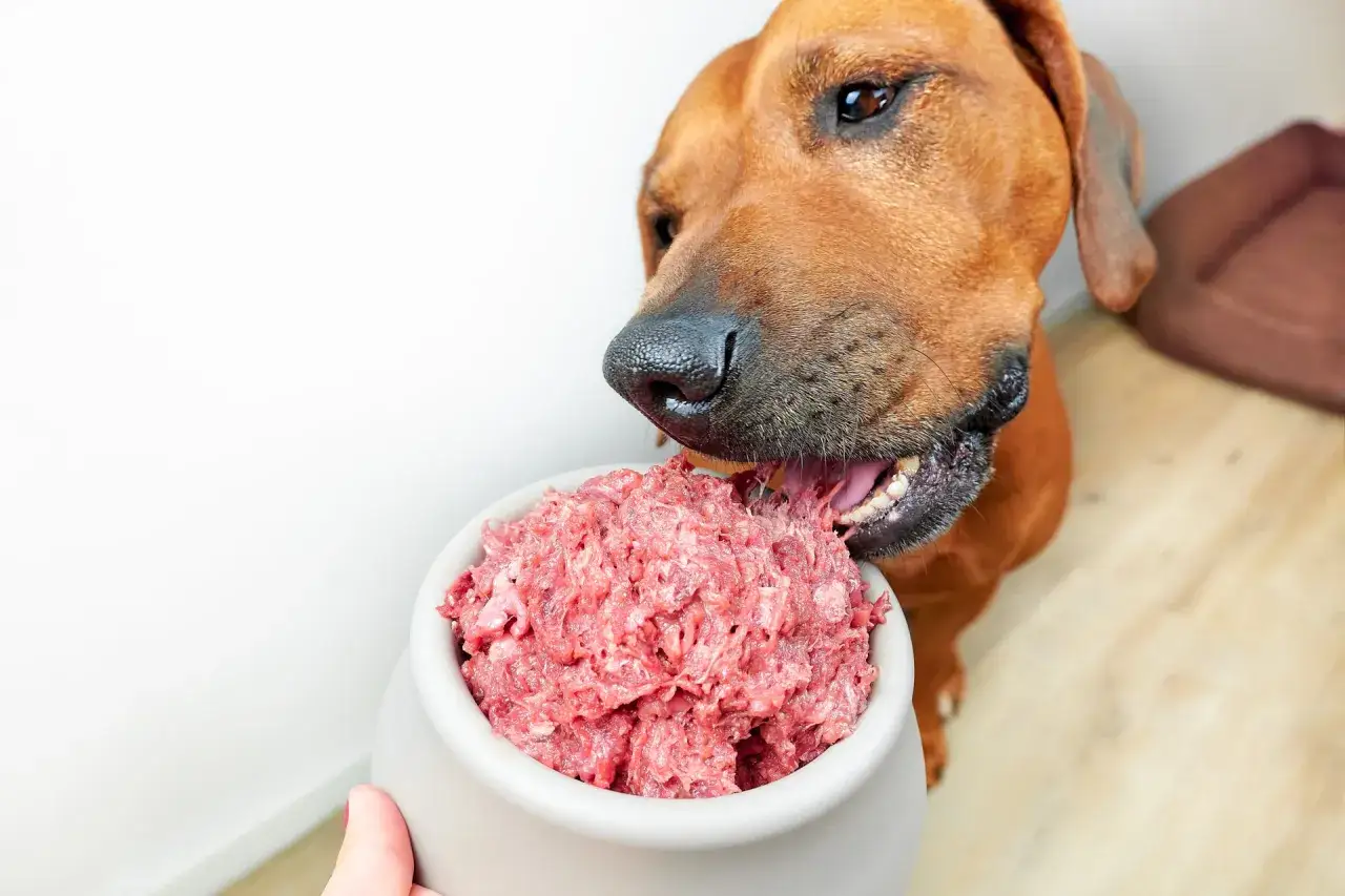 Brązowy pies z apetytem je surowe mięso z miski. Czy pies może jeść surowe mięso? Tak, ten pies zdecydowanie może!