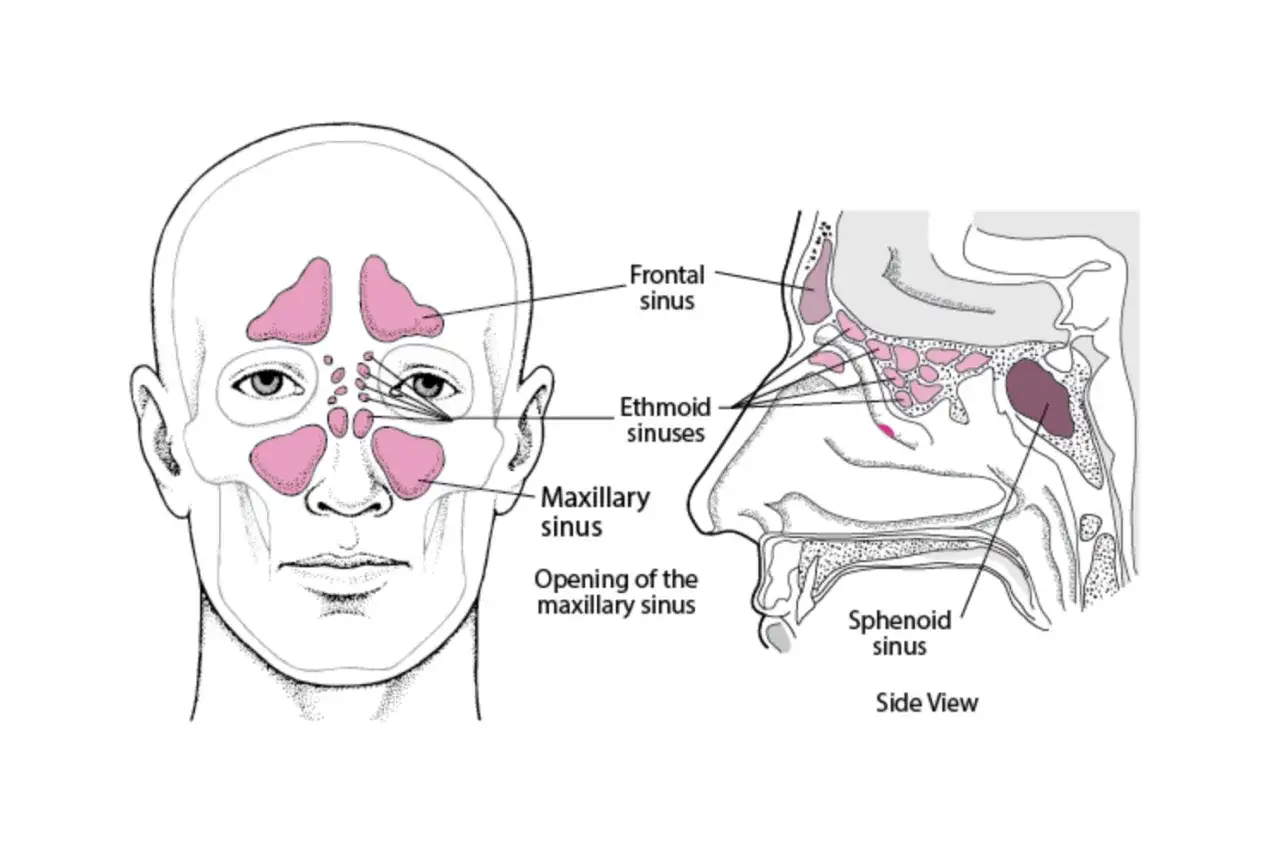 Ilustracja przedstawia zatoki czołowe, sitowe, szczękowe i klinowe. Pomocne w zrozumieniu anatomii przed masażem zatok.