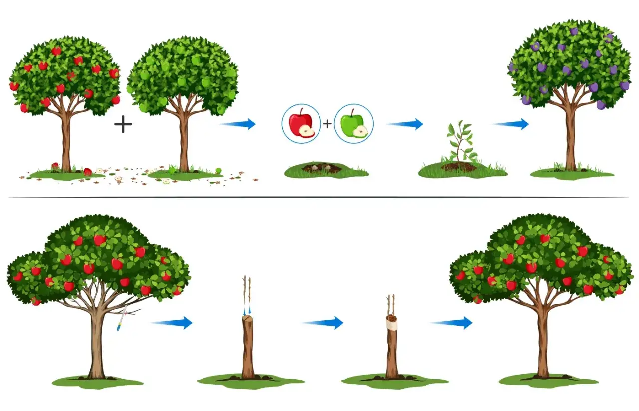 Illustration de la greffe en couronne : deux pommiers, des greffons, un jeune plant, un prunier et les étapes de la greffe sur un pommier.