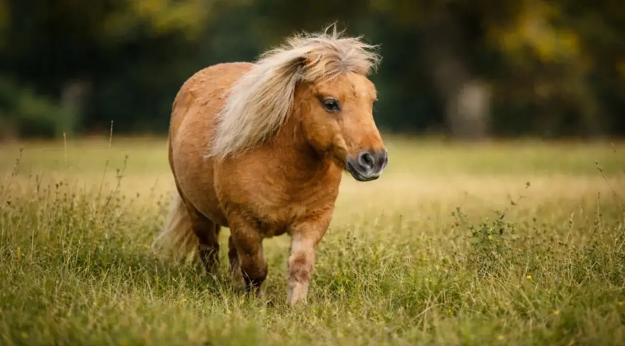 Un adorable poney Shetland, au pelage roux et à la crinière blonde, se promène dans un pré verdoyant. Il semble chercher de la fourbure.
