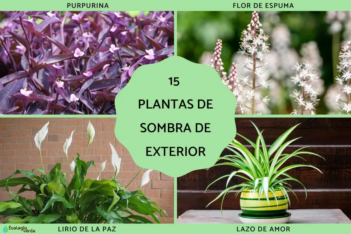Plantas de sombra exterior grandes: purpurina, flor de espuma, lirio de paz y lazo de amor.