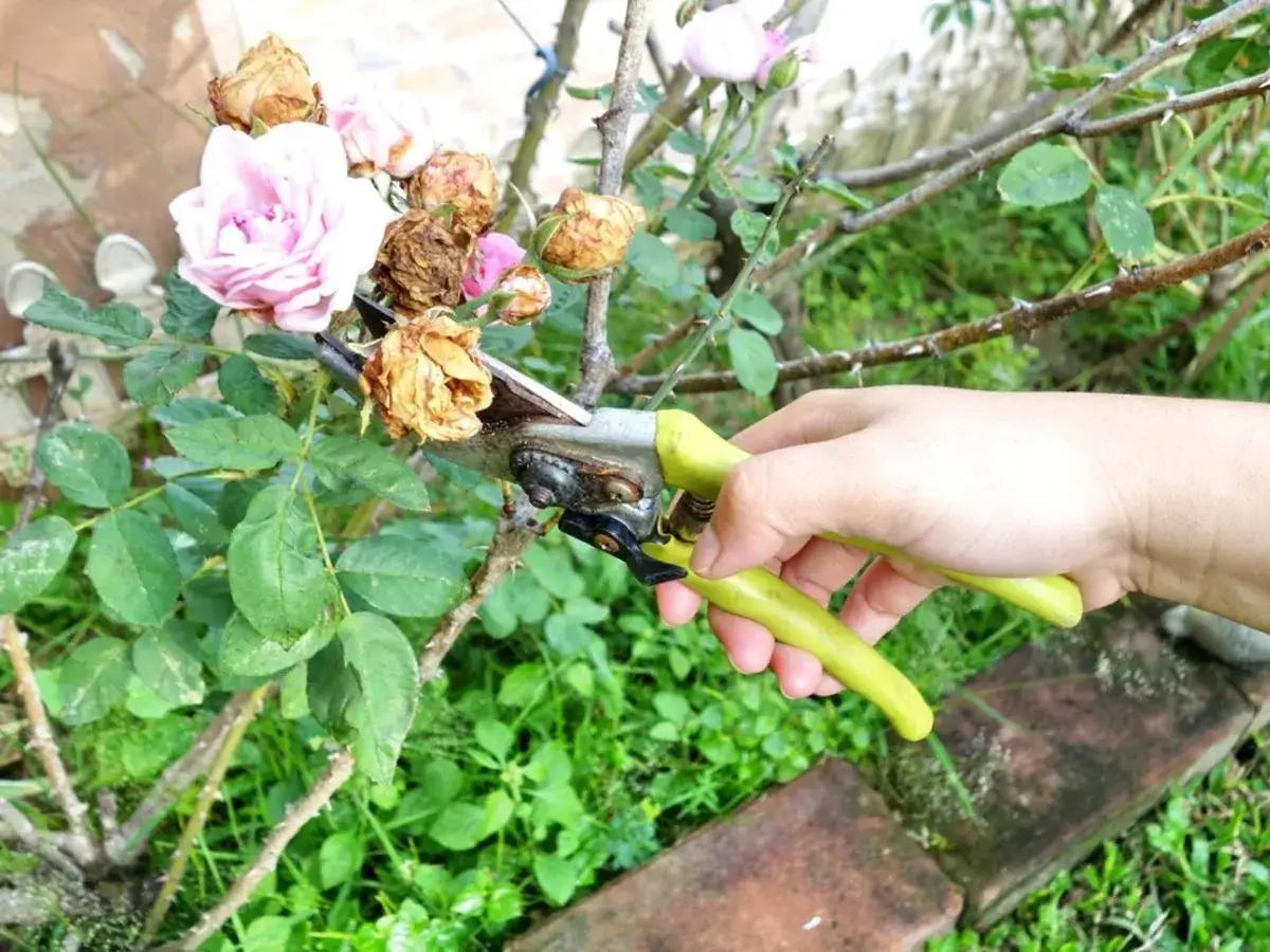 Main tenant une cisaille verte, une main coupe des roses fan&eacute;es sur un rosier &eacute;pineux.