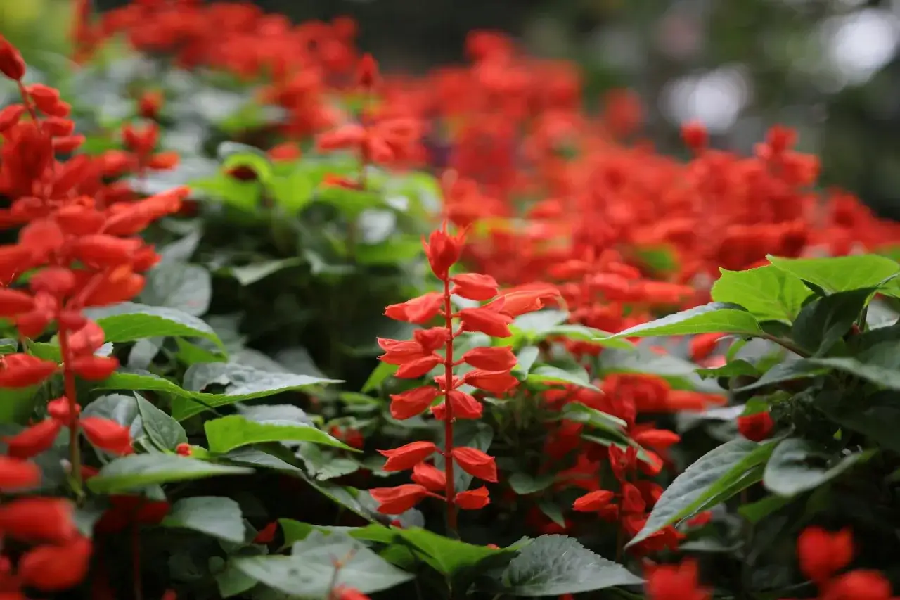 Un parterre de fleurs rouges &eacute;clatantes, comme une **sauge ananas** en pleine floraison, avec des feuilles vertes luxuriantes.