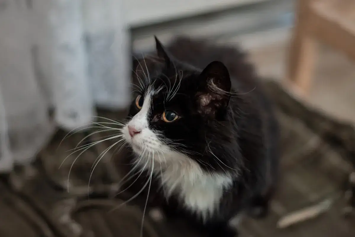 En gammal katt magrar, med sina långa morrhår som sträcker sig ut.