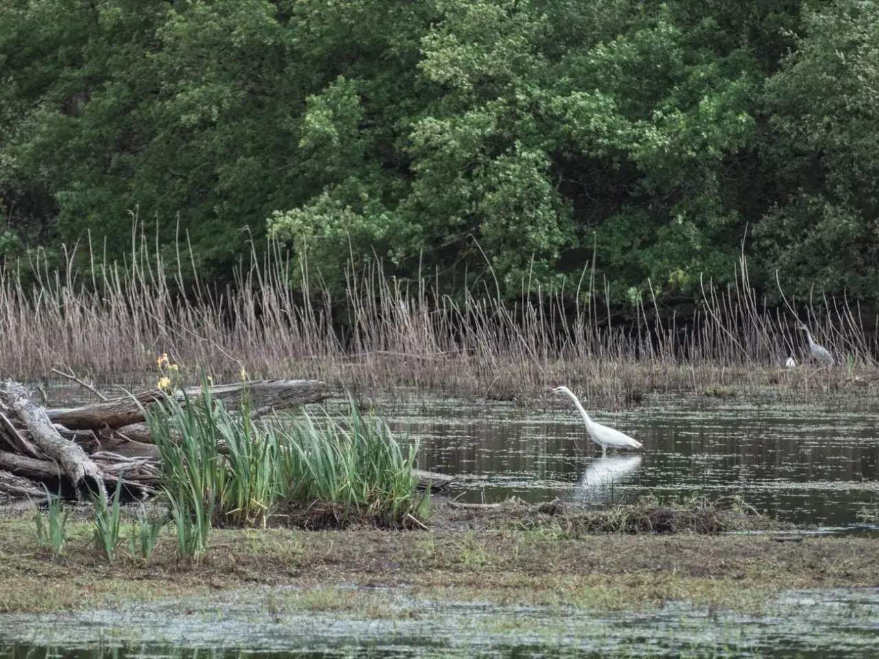 Biała czapla brodzi w wodzie, szukając pożywienia. W tle rozciąga się gęsty las, a nad wodą unoszą się trzciny. To spokojny port nad loarą.
