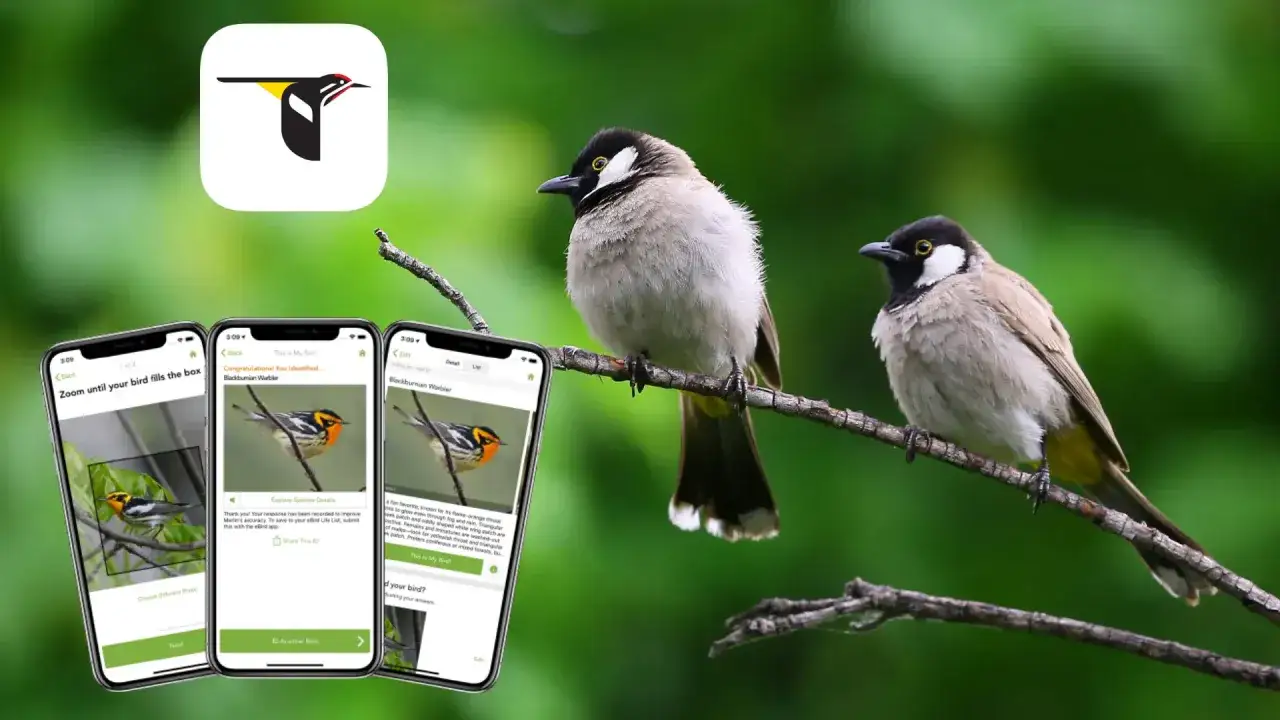 Descubre los cantos de aves de Espa&ntilde;a con esta app. Identifica p&aacute;jaros y aprende sobre ellos.