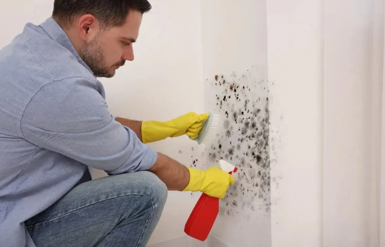 Un homme en gants jaunes utilise un spray et une brosse pour nettoyer la moisissure sur un mur. Le bicarbonate de soude est une solution naturelle pour nettoyer la moisissure.