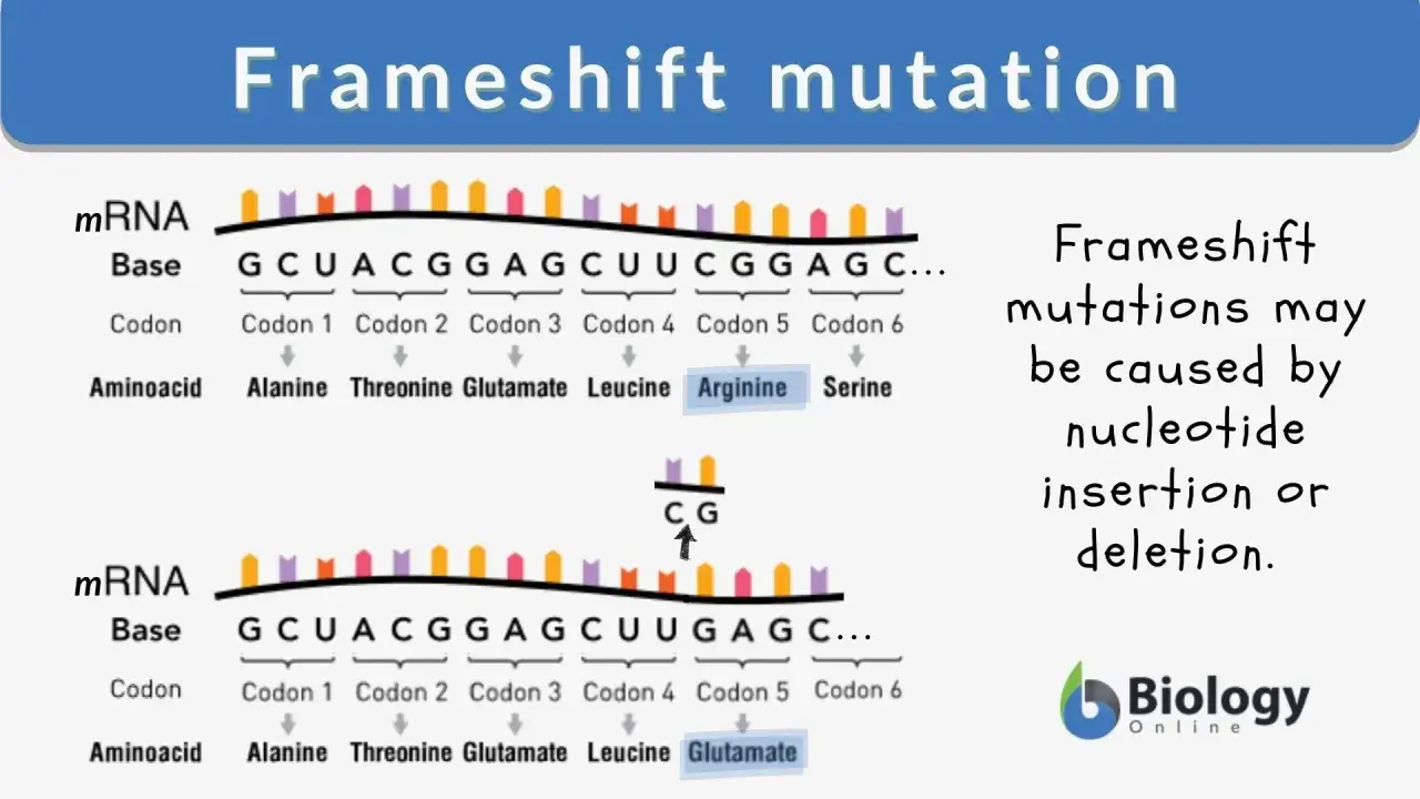 Illustrazione di una mutazione frameshift causata da inserzione di nucleotidi, che altera la sequenza degli amminoacidi.